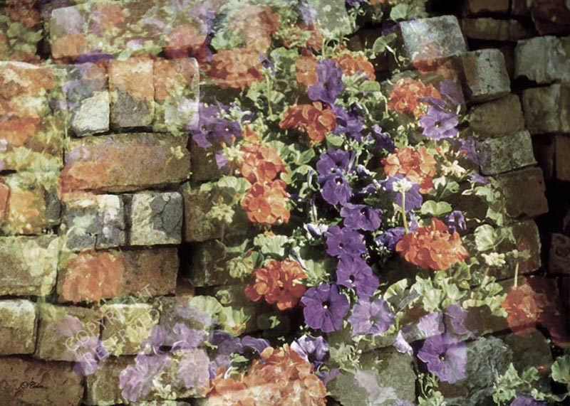 John Neville Cohen, Cascading Flowers 5, bricks, Petunias, Geraniums, Orange, Mauve, Green