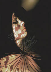 Madam Butterfly, By John Neville Cohen