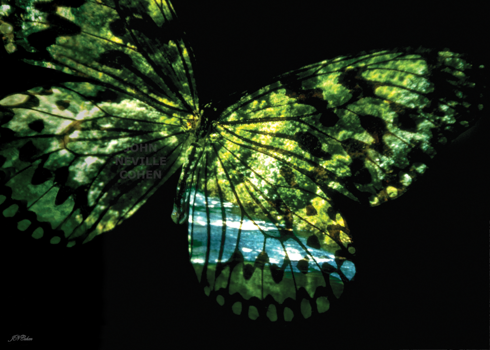 007Butterfly Country, Painting with Light Limited Edition Prints for Sale by John Neville Cohen
