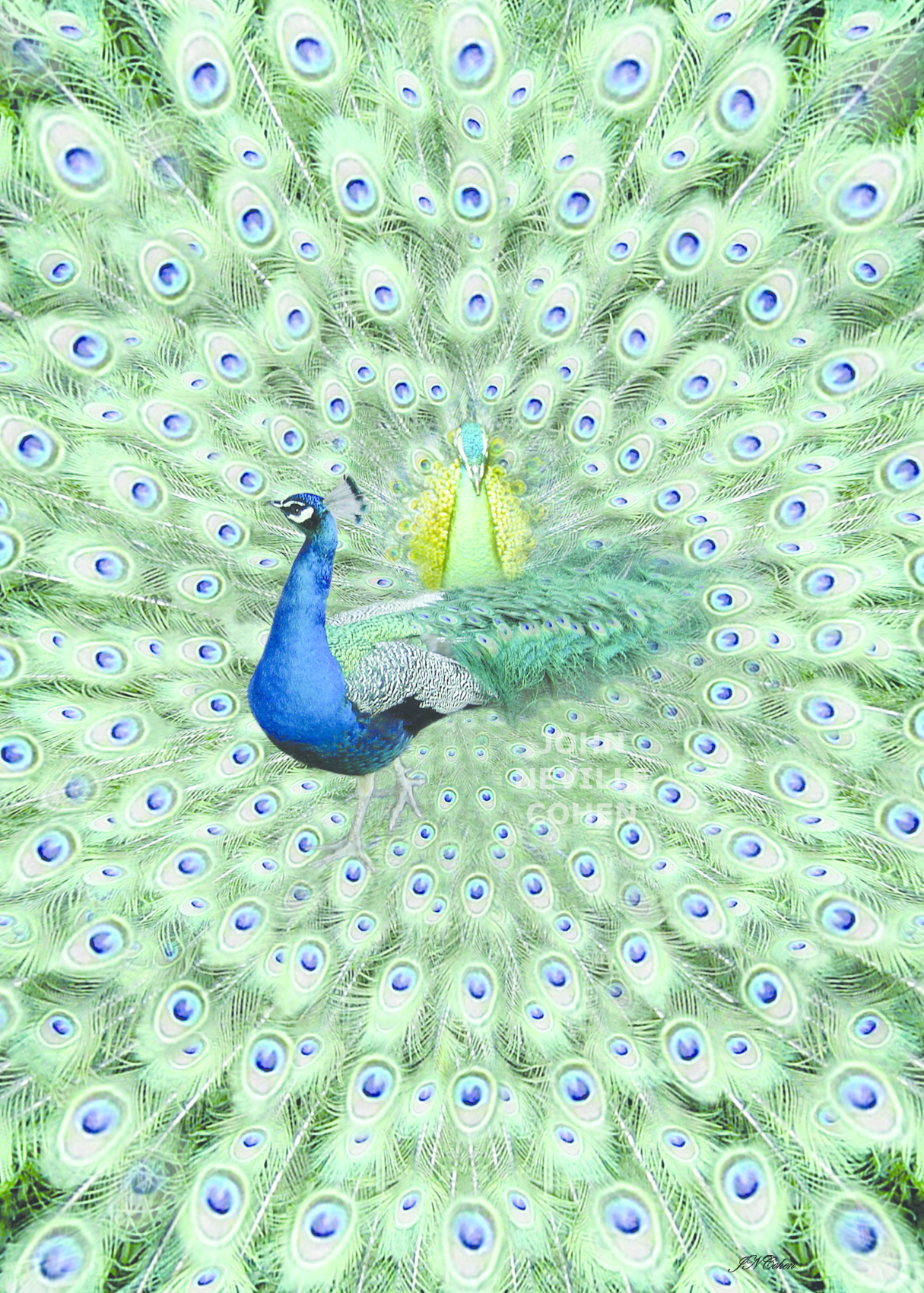 Peacock, Painting with Light Limited Edition Prints for Sale by John Neville Cohen