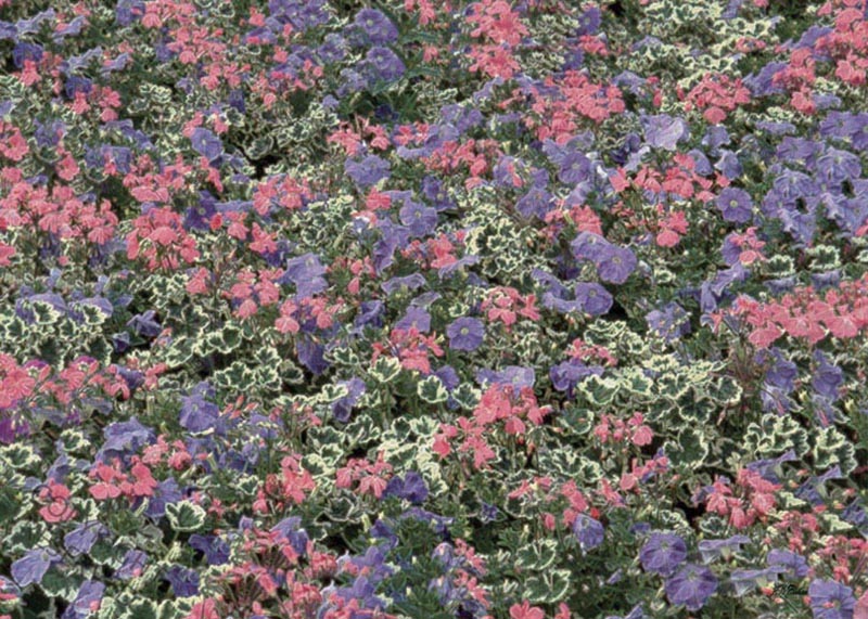 John Neville Cohen, Kaleidoscopic Flora 16, Petunias, Geraniums, Pink Mauve, Green