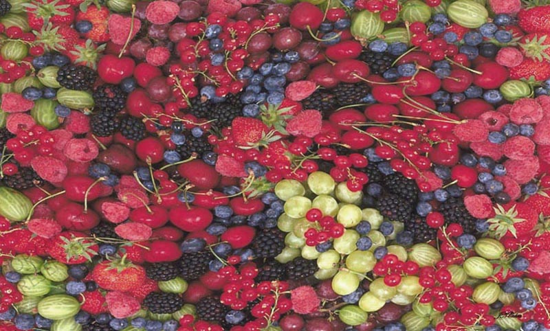 John Neville Cohen, Berries 22, Raspberries, Strawberries, Cherries, Blackberries, Gooseberries, Blueberries, redcurrants