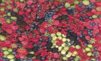 22 Berries Large limited edition prints by John Neville Cohen